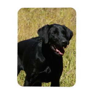 Black Lab in Field Flexible Magnet