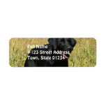 Black Lab in Field Mailing Labels