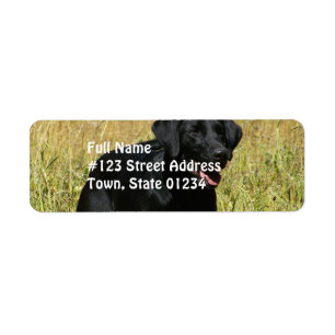 Black Lab in Field Mailing Labels