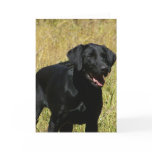Black Lab in Field  Note Card