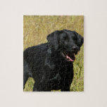 Black Lab in Field Puzzle