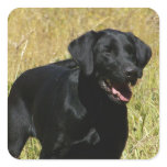 Black Lab in Field  Stickers