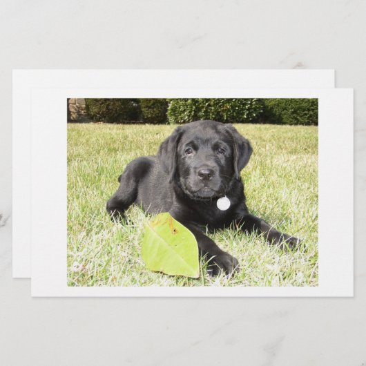Black Lab in Grass (Front/Back)