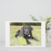 Black Lab in Grass (Standing Front)