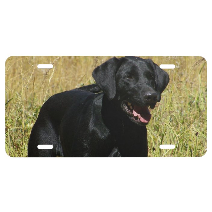 black lab license plate