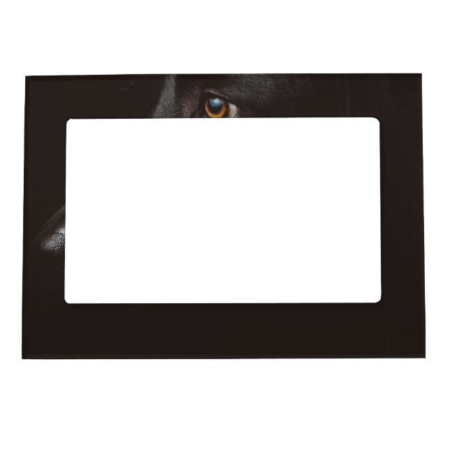 black lab magnetic frame (Front)