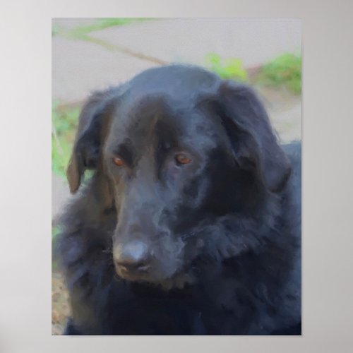 Black Lab Mix Expressive Eyes Dog Art Poster