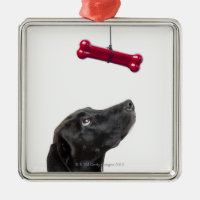 Black lab mixed dog with red dog bone metal ornament