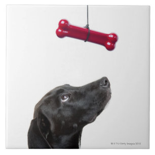 Black lab mixed dog with red dog bone tile