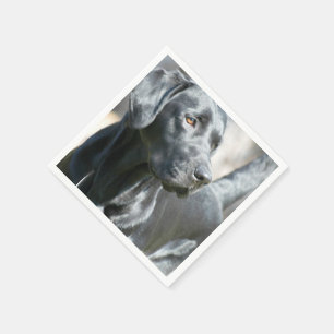 Black Lab Napkins