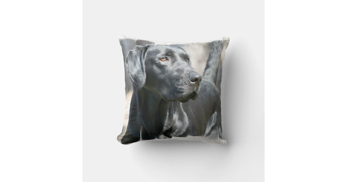 Black Lab Pillow | Zazzle
