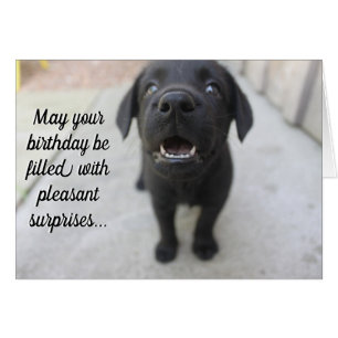 Black Lab "Pleasant Surprises" Birthday Card