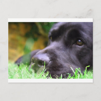 black lab postcard