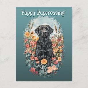 Black Lab Postcrossing - Postcard