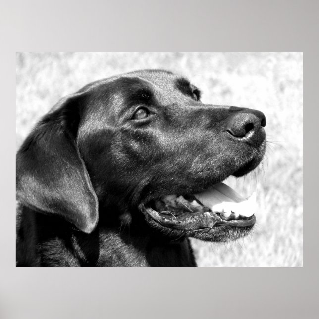 Black Lab Poster (Front)