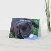 Black Lab Puppy Card