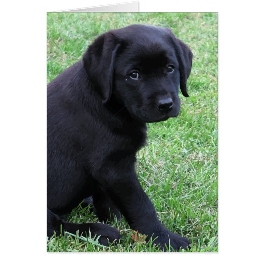 Black Lab Puppy Cards (Front)