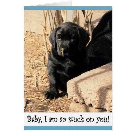 Black lab puppy cards (Front)