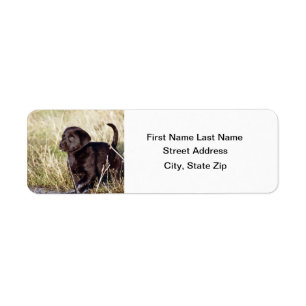 Black Lab Puppy Label