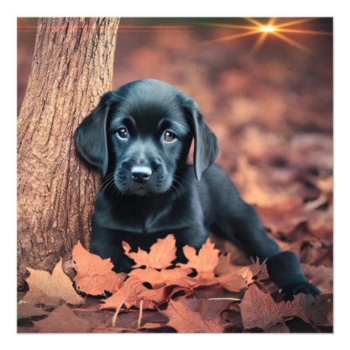 Black Lab Puppy Photo Enlargement