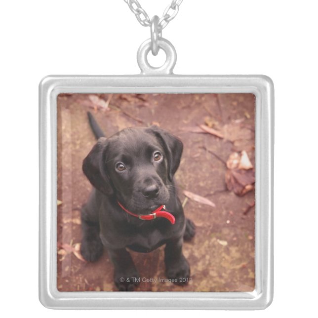 Black Lab Puppy Silver Plated Necklace (Front)