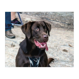 Black Lab Retirver Acrylic Print
