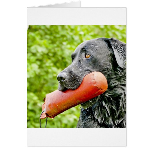 black lab retrieving cards (Front)