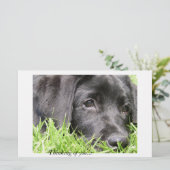 Black Lab Thinking of You (Standing Front)