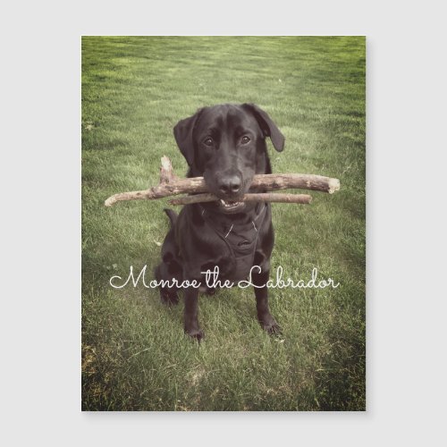 Black Lab with two sticks Dog Photo and Name