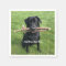 Black Lab with two sticks Dog Photo and Name
