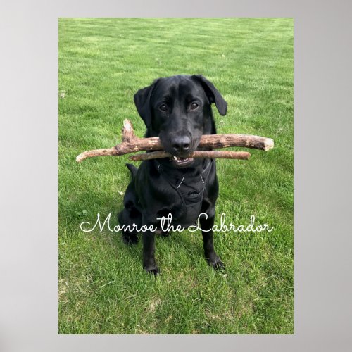 Black Lab with two sticks Dog Photo and Name Poster