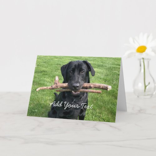 Black Lab with two sticks Dog Photo Card