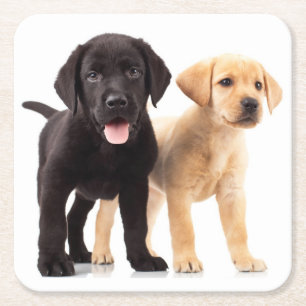 Black Lab Yellow Labrador Retriever Puppy Dog Square Paper Coaster