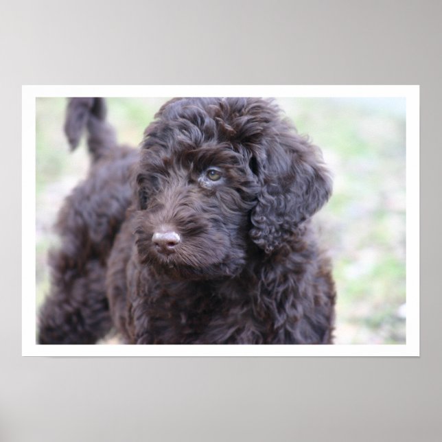 Black Labradoodle Poster (Front)