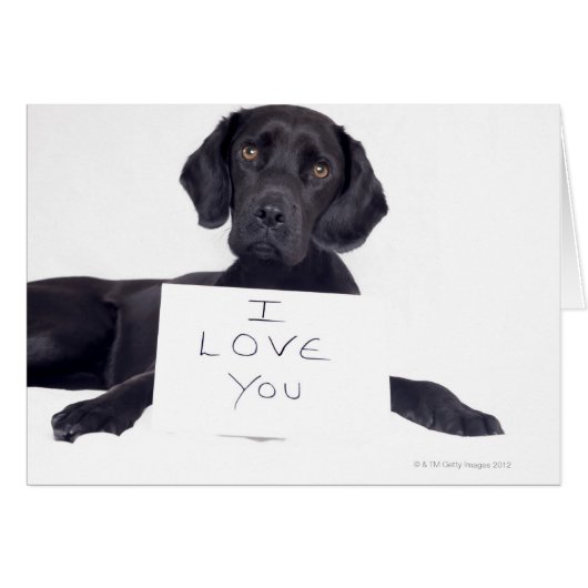 Black Labrador 13 Months Cards (Front Horizontal)
