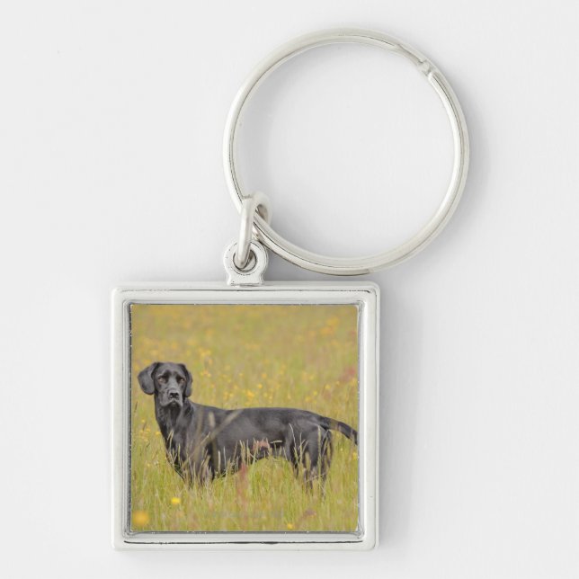 Black labrador 16 Months 2 Keychain (Front)