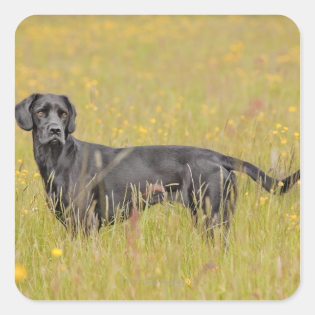 Black labrador 16 Months 2 Square Sticker (Front)