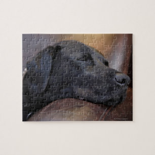 Black labrador asleep on sofa, close-up jigsaw puzzle