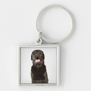Black Labrador (Canis familiaris), panting, Keychain