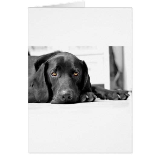 Black Labrador Cards (Front)