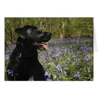 Black Labrador Cards