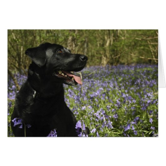 Black Labrador Cards (Front Horizontal)