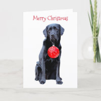 Black Labrador Christmas Holiday Card