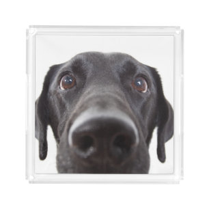 Black Labrador Closeup Portrait Acrylic Tray