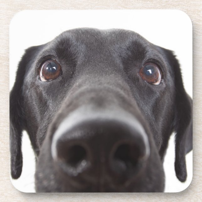 Black Labrador Closeup Portrait Beverage Coaster (Front)