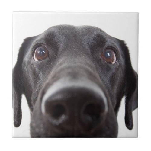 Black Labrador Closeup Portrait Ceramic Tile