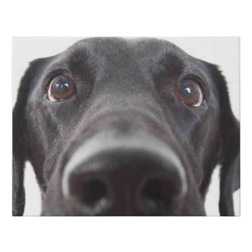 Black Labrador Closeup Portrait Faux Canvas Print