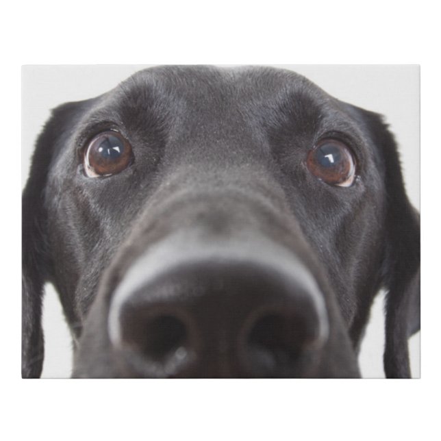 Black Labrador Closeup Portrait Faux Canvas Print (Front)
