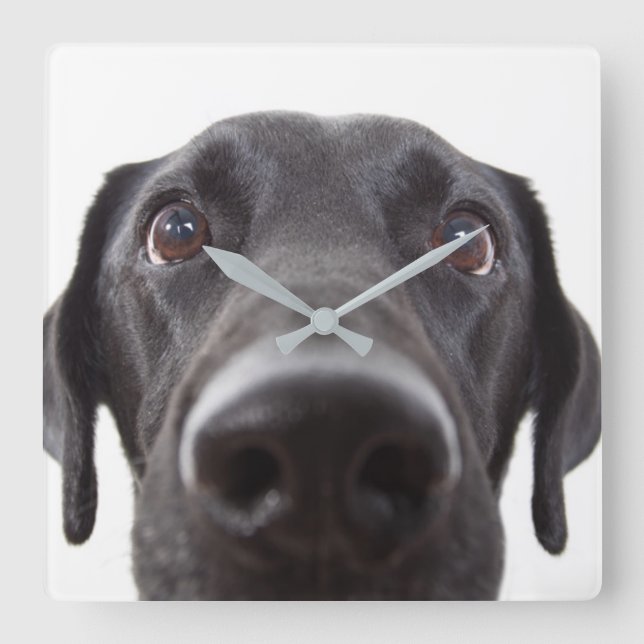 Black Labrador Closeup Portrait Square Wall Clock (Front)
