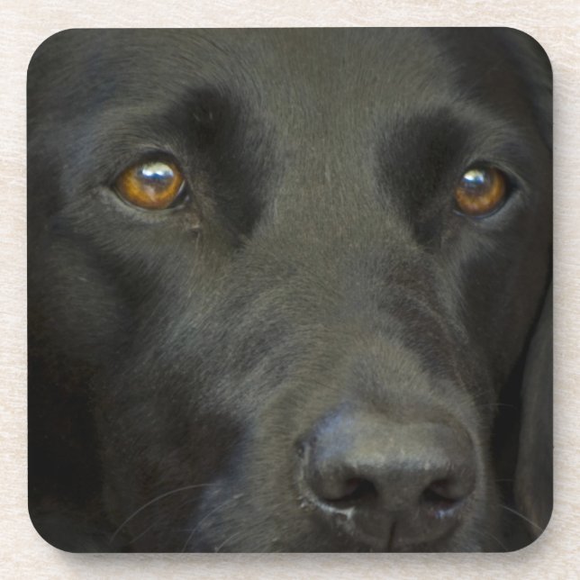 Black Labrador Dog Beverage Coaster (Front)